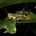 Sinopodisma aurata - Photo (c) orthoptera-jp, some rights reserved (CC BY-NC), uploaded by orthoptera-jp