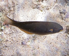 Stethojulis balteata