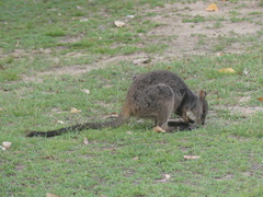 Unadorned Rock Wallaby photo 5
