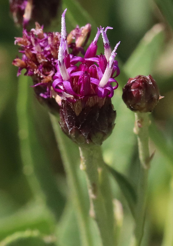 Image of Vernonia marginata by (c) Catherine C. Galley, some rights reserved (CC BY)