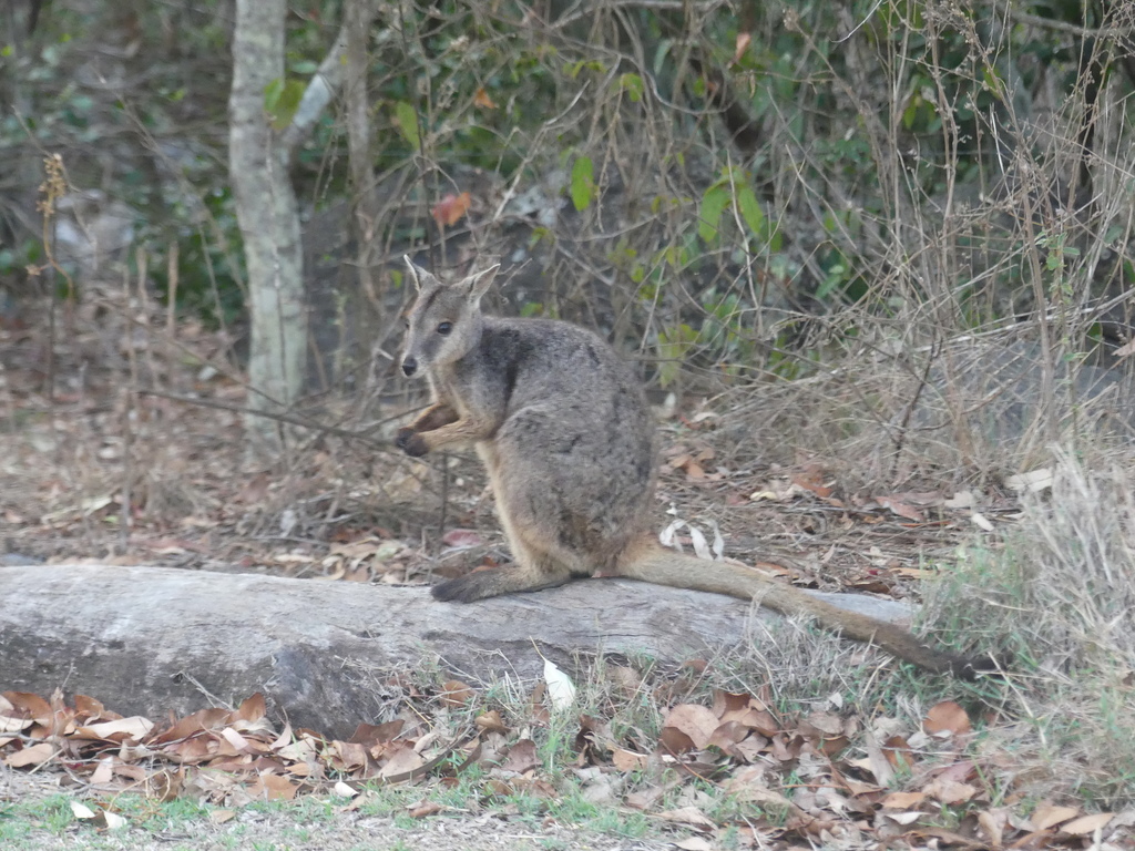 Unadorned Rock Wallaby