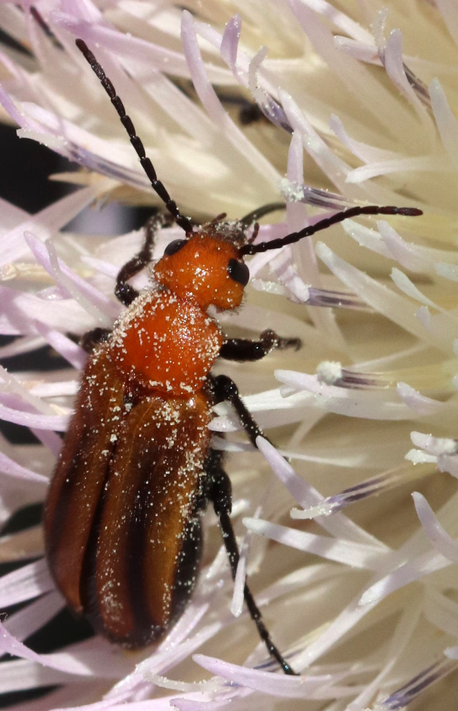 Orange Blister Beetle