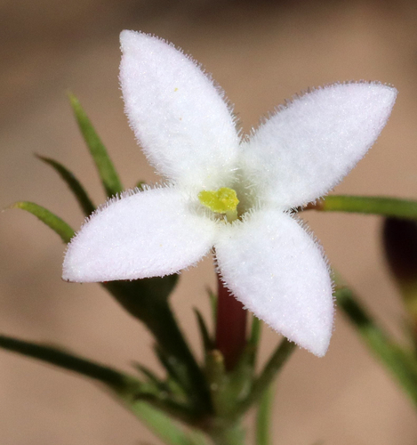 Image of Needleleaf Bluet by (c) Catherine C. Galley, some rights reserved (CC BY)