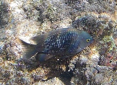 Plectroglyphidodon marginatus