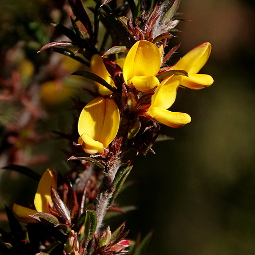 Image of Pultenaea villifera by (c) Max Campbell, some rights reserved (CC BY)