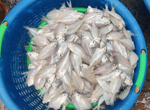 Langvin-mojarra (Pentaprion longimanus) — Gerreidae — 4