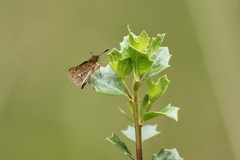 Piruna ceracates
