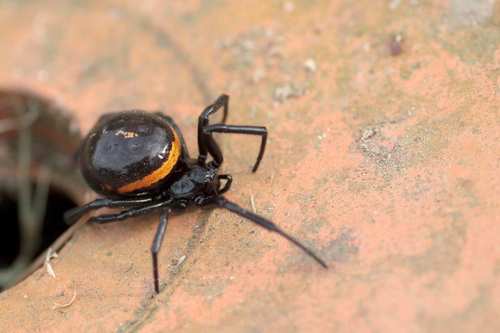 Mediterranean false black widow