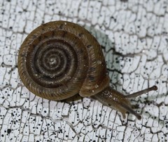 Polygyra