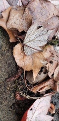 Symphypleona