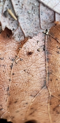 Symphypleona