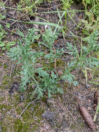 starček lesný (Senecio sylvaticus)