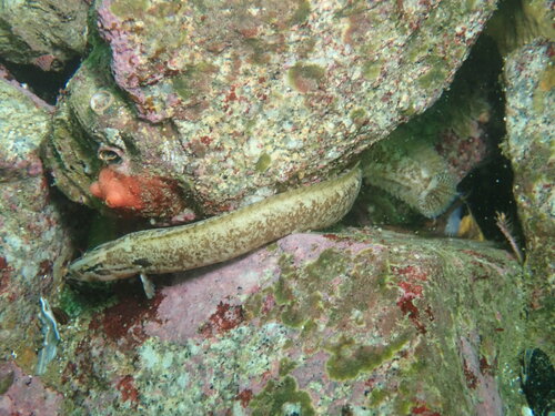Threeline prickleback (Esselenichthys carli) — Stichaeidae