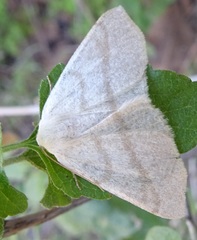 Sabulodes