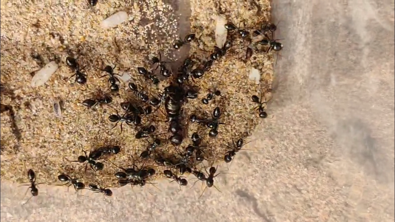 Cataglyphis vaucheri