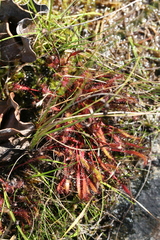 Drosera linearis