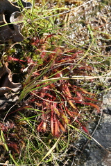 Drosera linearis