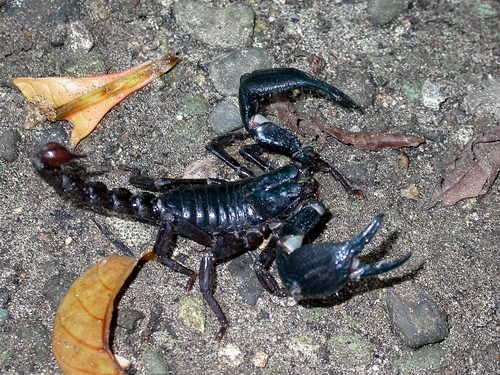 Asian Blue Forest Scorpion (Javanimetrus cyaneus) · iNaturalist