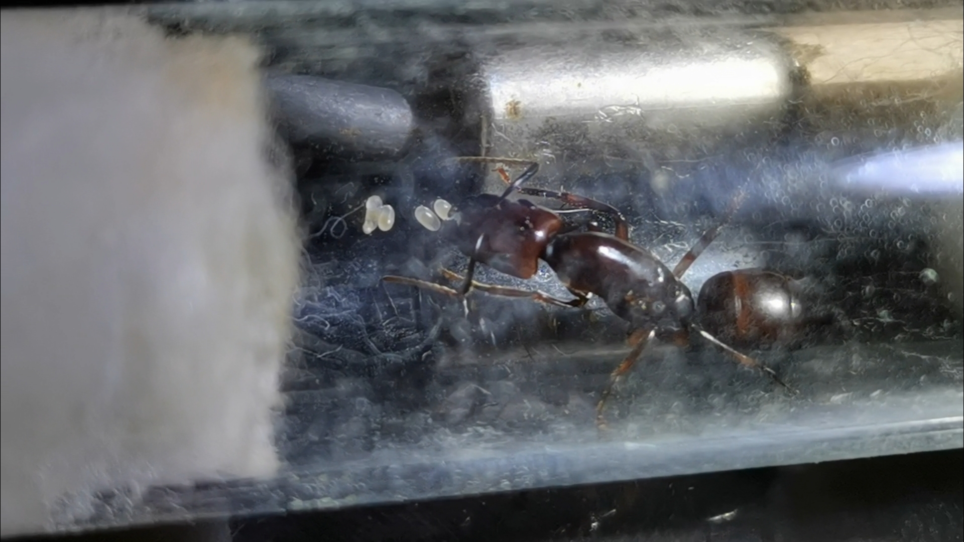 Camponotus quadrisectus