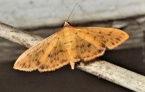 Patania balteata