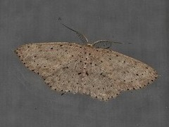 Cyclophora turneri
