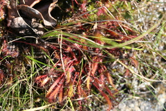 Drosera linearis