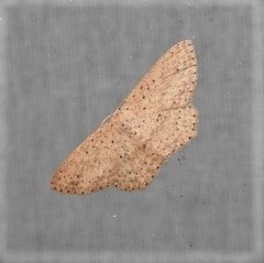 Cyclophora turneri