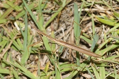 Tenodera blanchardi