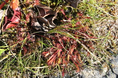 Drosera linearis