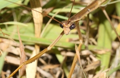 Tenodera blanchardi