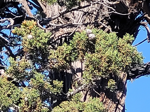 Paiute cypress (Hesperocyparis nevadensis)