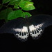 Papilio agenor parinda - Photo (c) hollythefrog, algunos derechos reservados (CC BY-NC), subido por hollythefrog