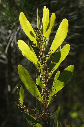 Acacia kydrensis (Acacia kydrensis)