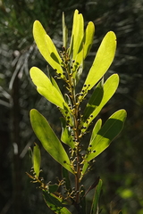 Acacia kydrensis (Acacia kydrensis)