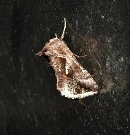 Chrysodeixis subsidens