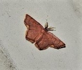 Chrysocraspeda cruoraria