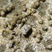 Scopimera globosa - Photo (c) David Renoult,  זכויות יוצרים חלקיות (CC BY-NC), הועלה על ידי David Renoult