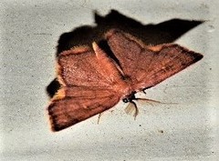 Chrysocraspeda cruoraria