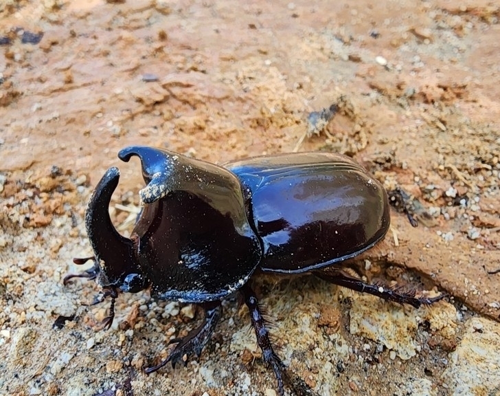 Megaceras septentrionis