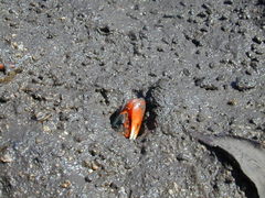 Tubuca coarctata