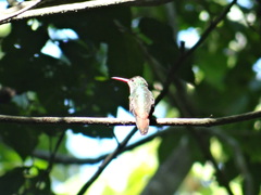Amazilia tzacatl