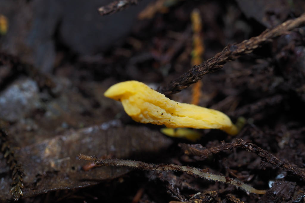 Clavulinopsis novozealandica