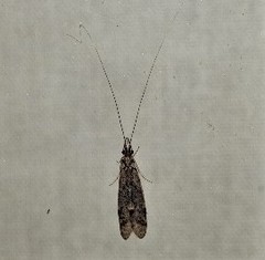 Triplectidinae