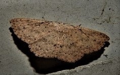 Cyclophora turneri