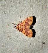 Conogethes haemactalis