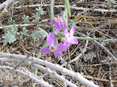 Matthiola