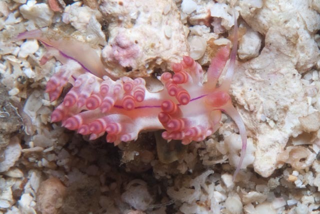 Coryphellina flamma