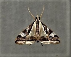 Agrioglypta excelsalis