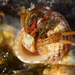Saint Piran's Hermit Crab - Photo (c) David Renoult, some rights reserved (CC BY-NC), uploaded by David Renoult
