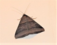 Mocis trifasciata